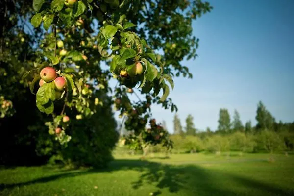 Ahlstromin Ruukki 3* بوري